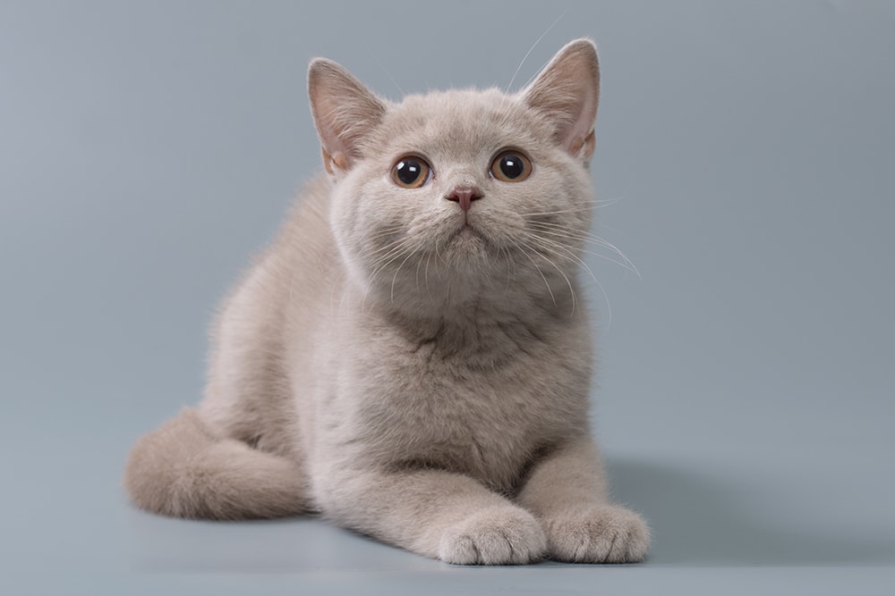 lilac British Shorthair kitten