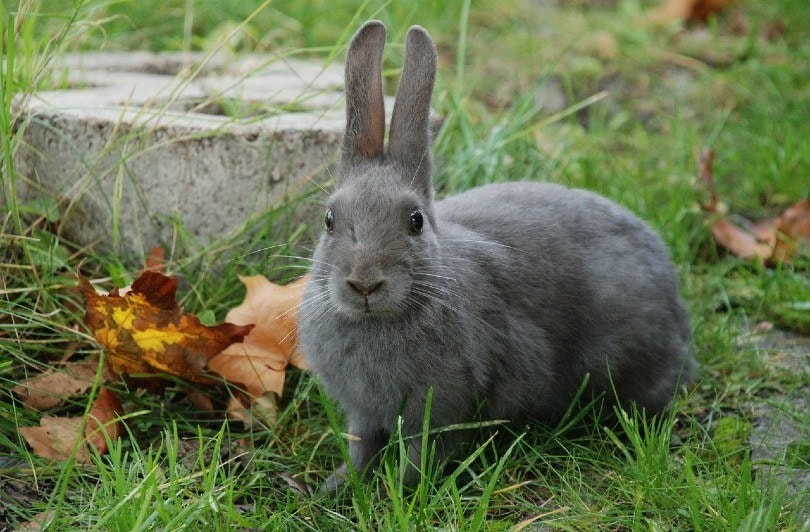  rabbit outdoor_GLady, Pixabay