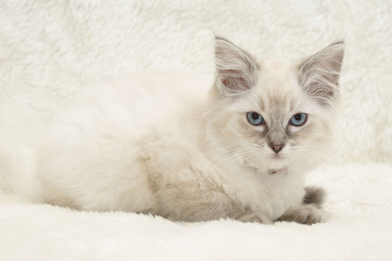Lilac Ragdoll Cat: Facts, Origin & History (With Info & Pictures