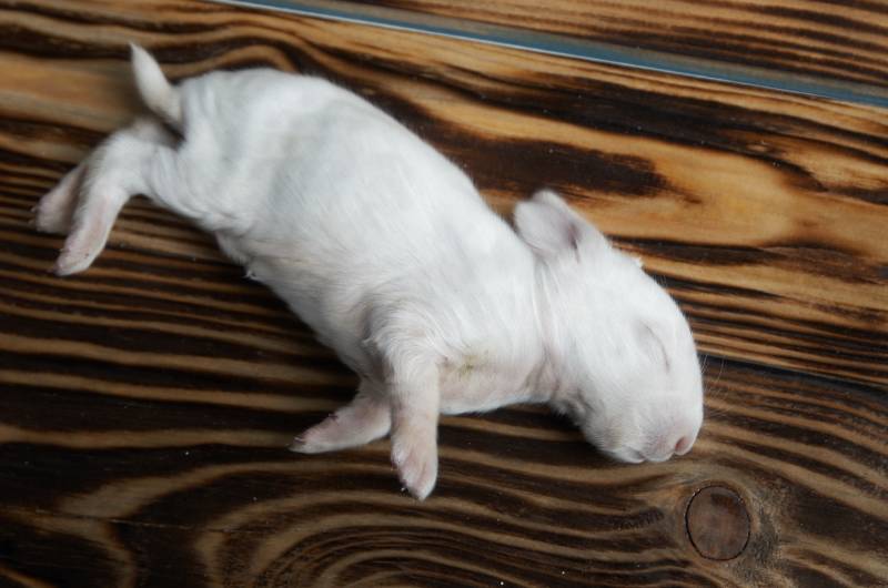 little dead white rabbit