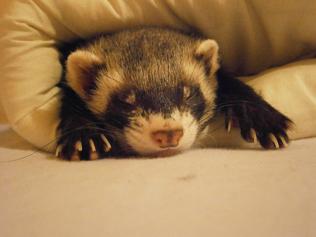 little ferret sleeping