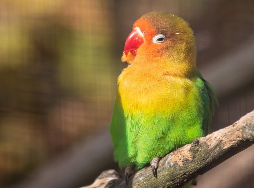 Lutino lovebird discount