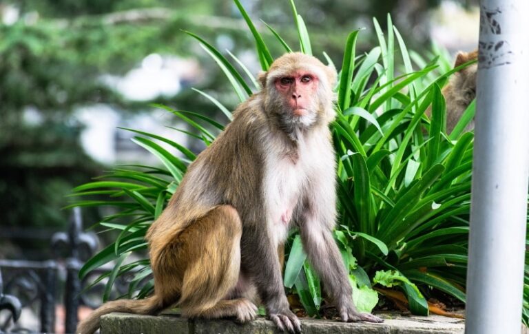11 Reasons Why Monkeys Should Never Be Pets - Vet Reviewed | PangoVet