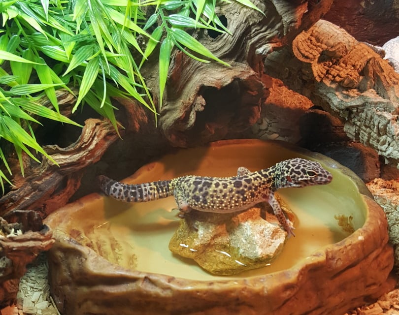Do Leopard Geckos Require UVB? VetApproved Exposure & Lighting
