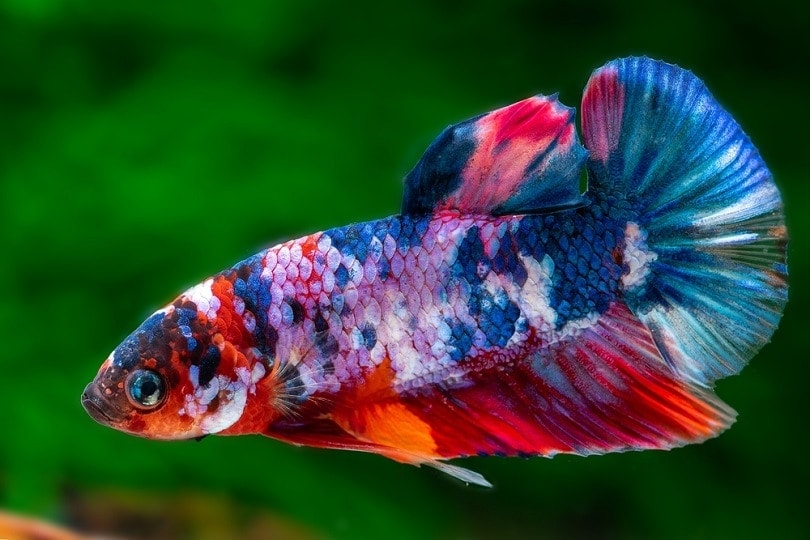 Most expensive betta fish in the world hotsell