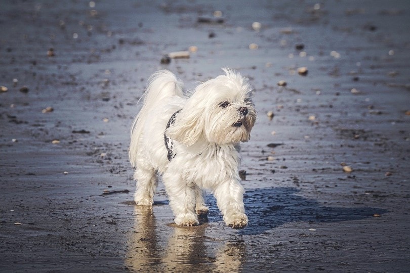 maltese dog walking on seashore