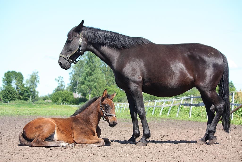 mare and foal sleeping