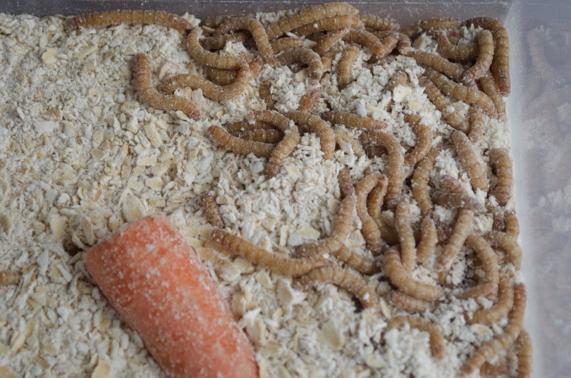 What Do Mealworms Eat? Nutritional Facts & FAQ PangoVet