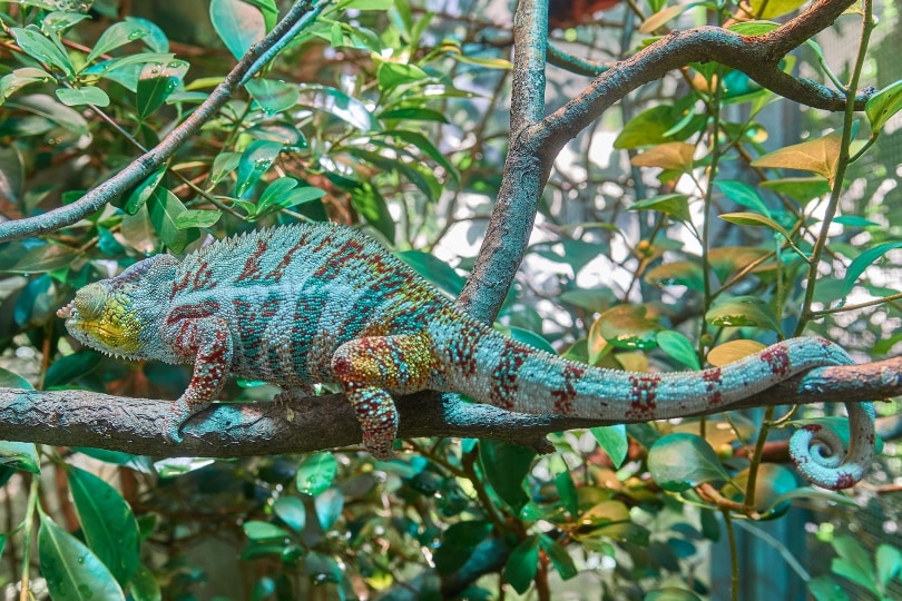 meller's chameleon_Roy Buri_Pixabay