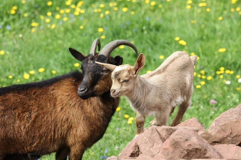 miniature goat-pixabay