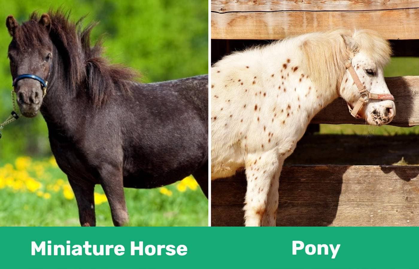Miniature Horse vs. Pony Key Differences (With Pictures) PangoVet