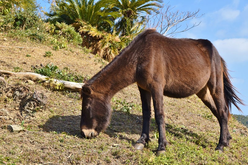 9 Japanese Horse Breeds (With Info & Pictures) | PangoVet