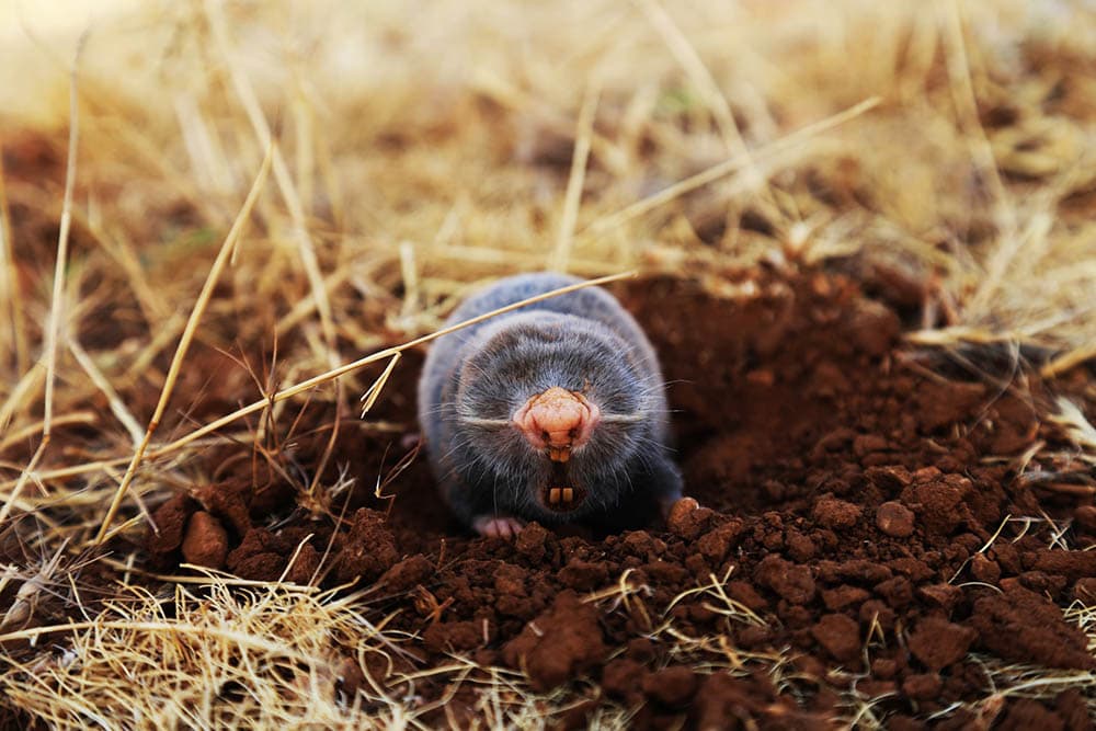 Do Moles Make Great Pets? Legality, Ethics & Info (Vet-Verified) | PangoVet