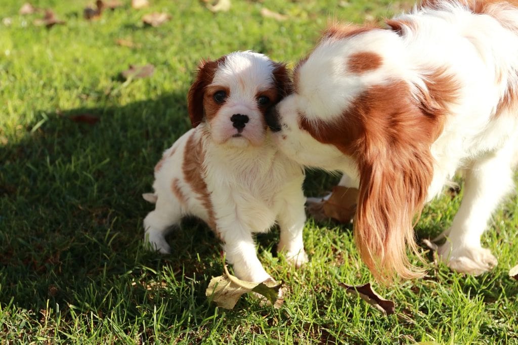 mommy-and-puppy-cavalier-1024x682