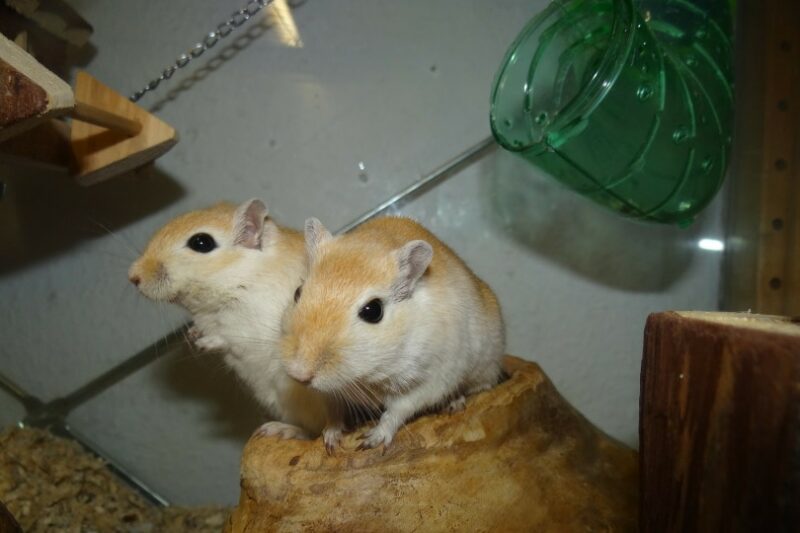 mongolian gerbil mice