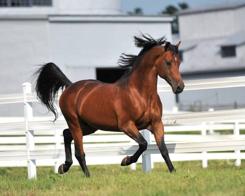 morgan horse stallion exercises at liberty