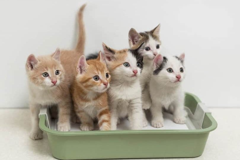 Average kittens per litter best sale