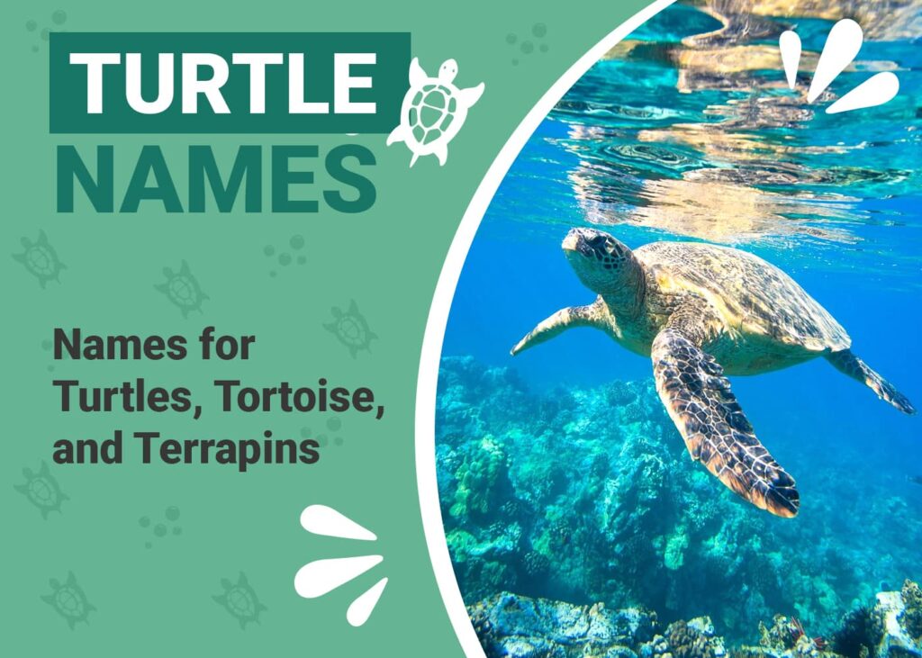 Pet Names for Turtles, Tortoises, & Terrapins