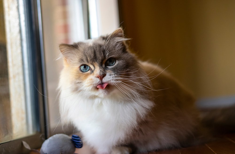 Napoleon Minuet cat on the windowsill