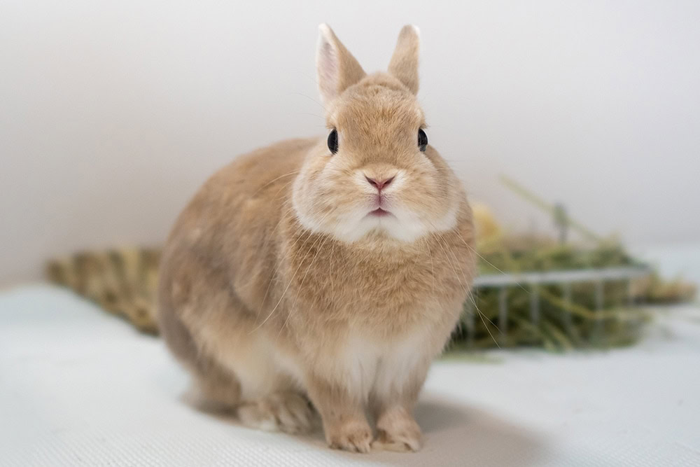 6 Most Expensive Rabbit Breeds (With Pictures) PangoVet