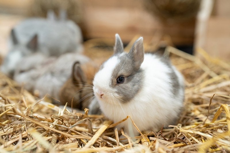 netherland dwarf rabbits sitting on the nest