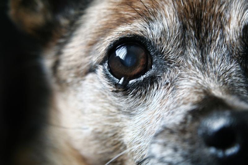 old chihuahua eye with a tear or crying