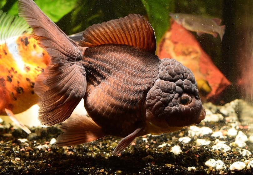 Goldfish Sitting at the Bottom of the Tank 10 VetReviewed Reasons & Solutions PangoVet