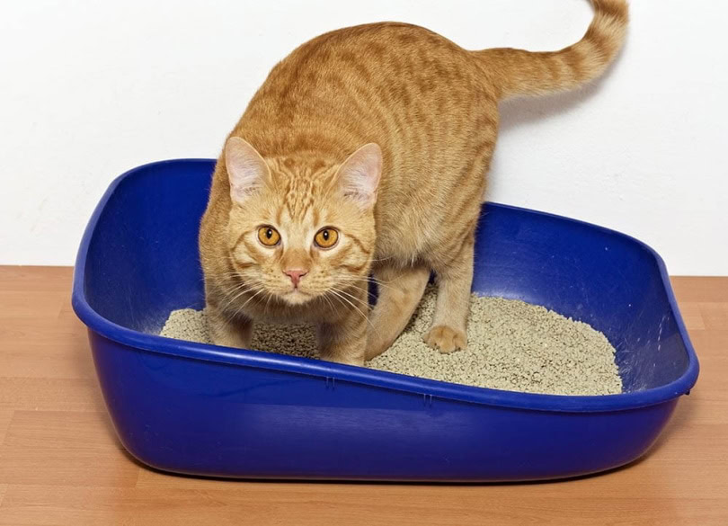 Kitten kicking litter out of box best sale