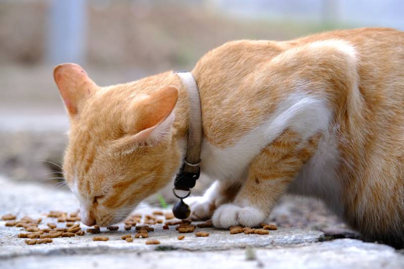 How to Slow Down a Cat Who Eats Too Fast 4 Proven Methods PangoVet