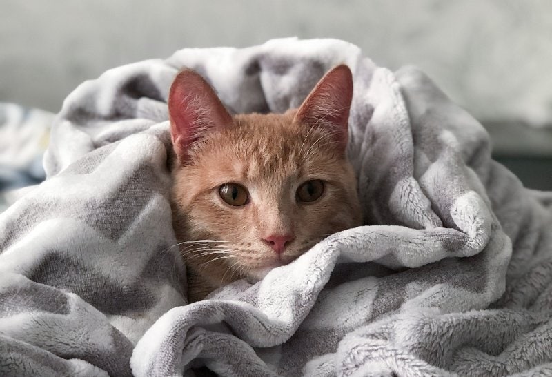 orange tabby cat staring out from under gray blanket