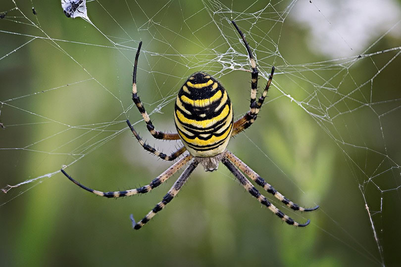 How Intelligent Are Spiders? Here's What Science Says PangoVet