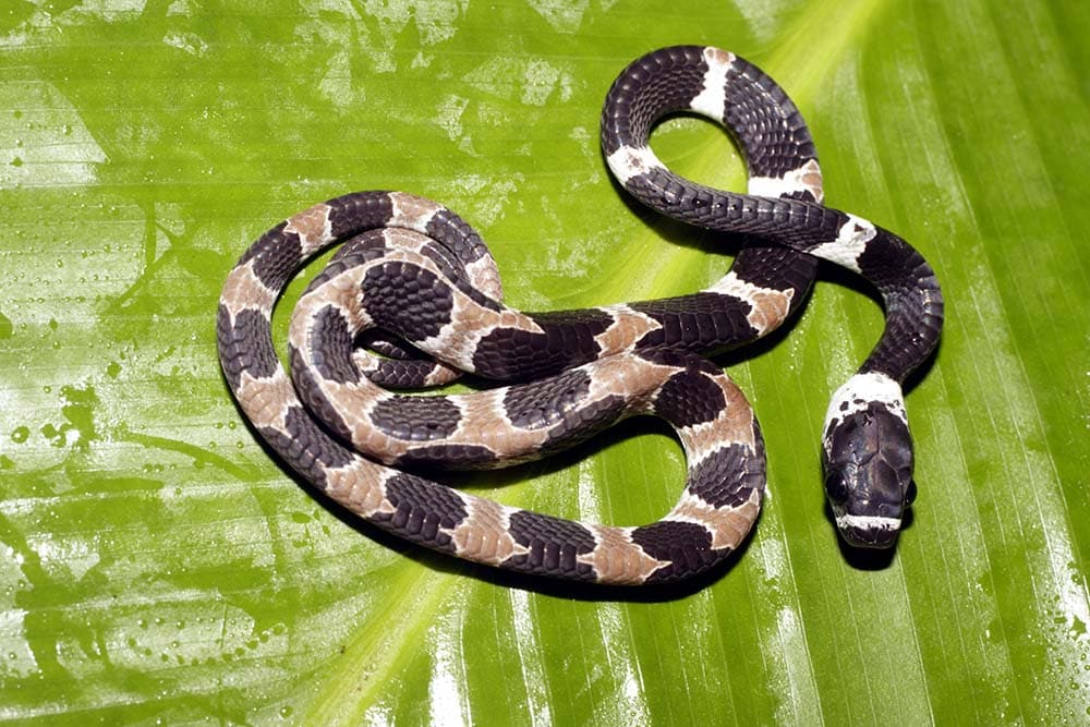 How Do Snakes Mate & Reproduce? Are They Asexual or Sexual? | PangoVet
