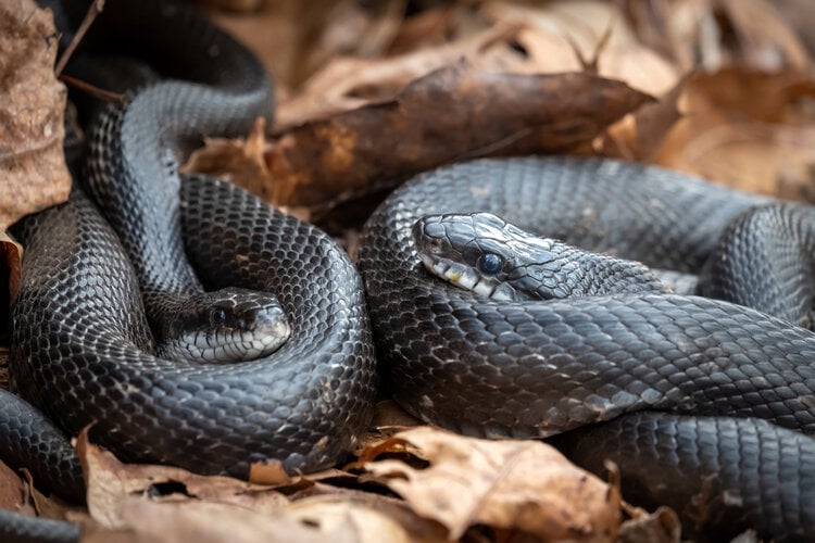 How Do Snakes Mate & Reproduce? Are They Asexual or Sexual? PangoVet