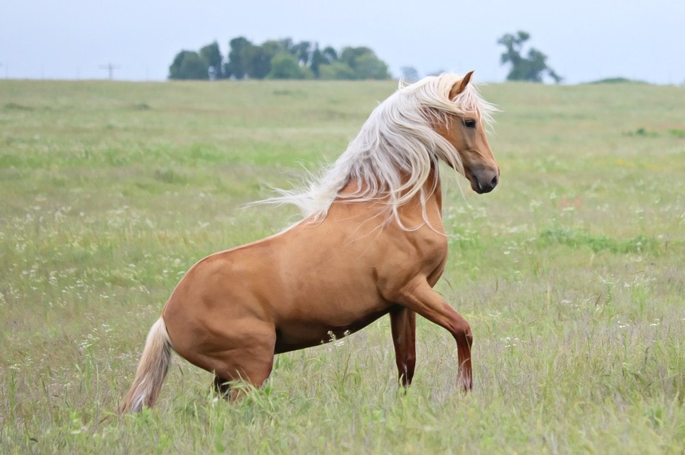 palomino stallion horse