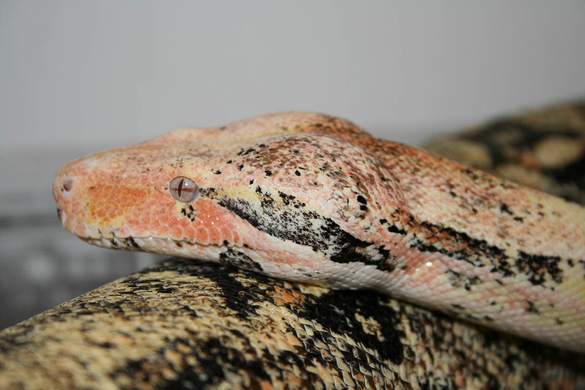 Boa Morph Colors – Types Of Boa Morphs – VQUJYL