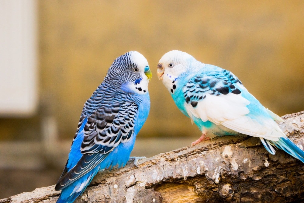 parakeets chatting