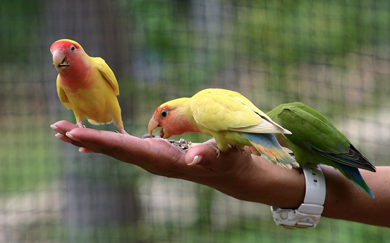 parakeets perched on a person's arm
