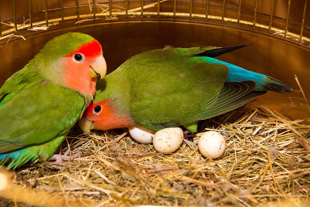 How Do Parrots Mate And Reproduce Vet Reviewed Science Facts PangoVet
