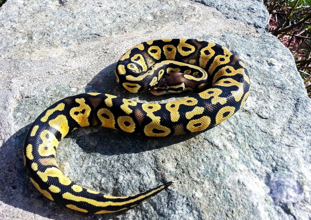 Python vs Boa: The Main Differences (With Pictures) | PangoVet