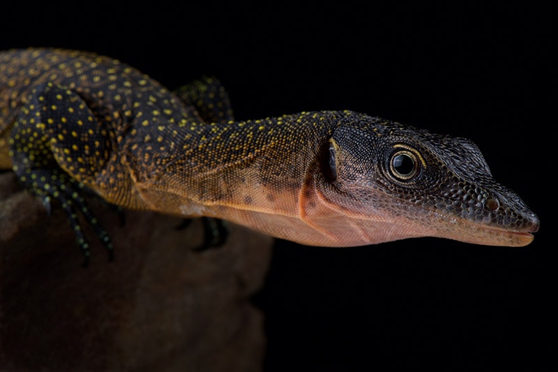 Peach-Throat Monitor Lizard: Info, Care Sheet, Lifespan & More (With ...