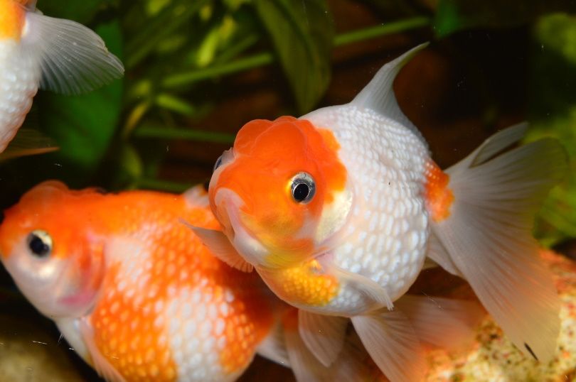 pearlscale goldfish_Juan Carlos Palau Díaz_Pixabay