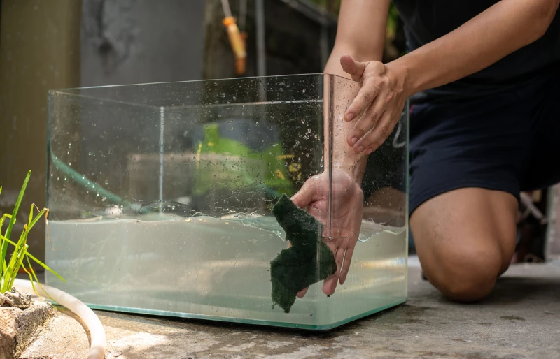 person cleaning an aquarium or terrarium tank