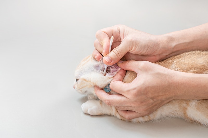 Cat Ear Mites Vs Ear Wax Vet Reviewed Differences With Pictures