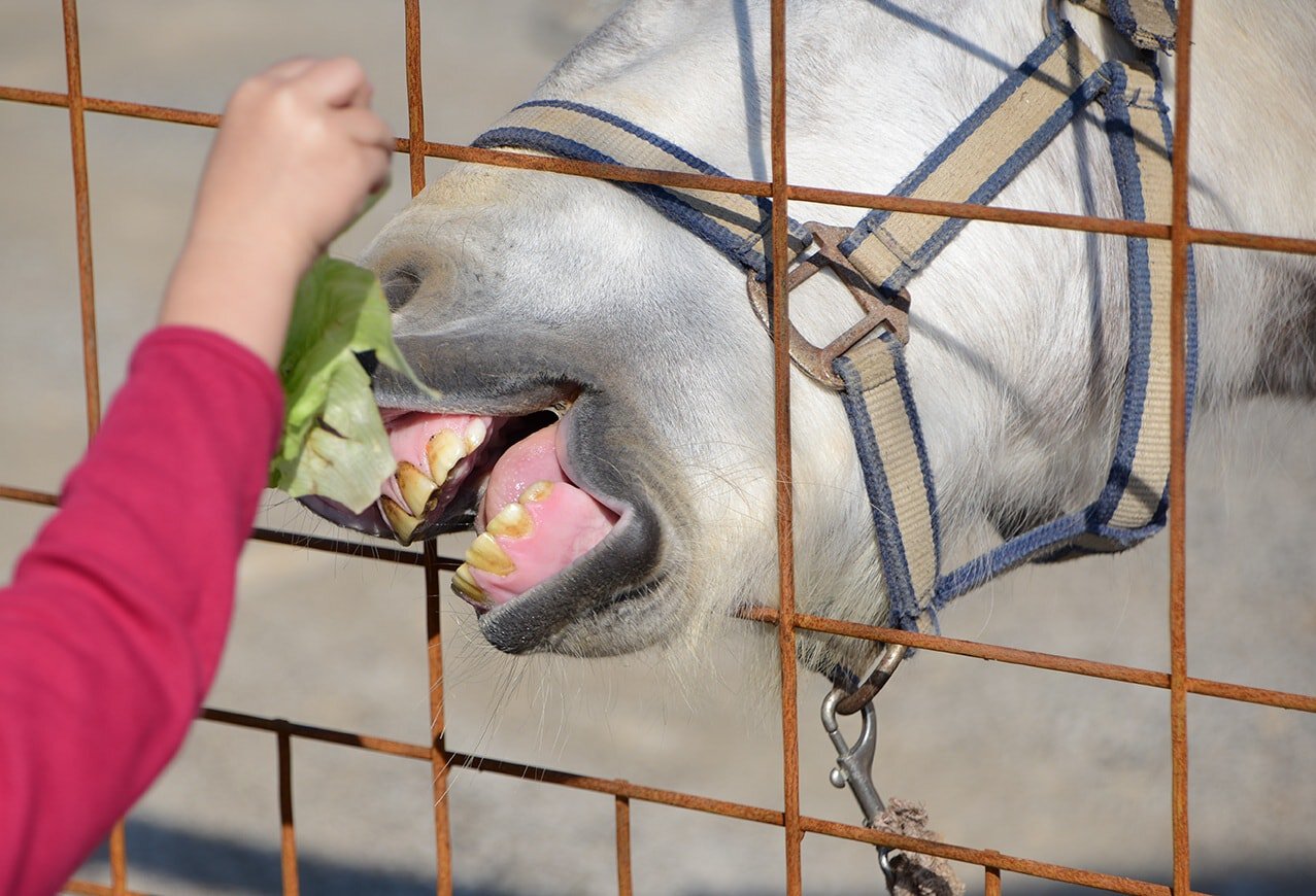 Can Horses Eat Lettuce? Health & Nutrition Guidelines PangoVet