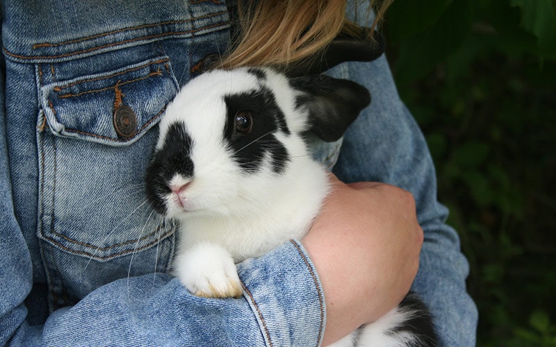 person hugging a therapy rabbit