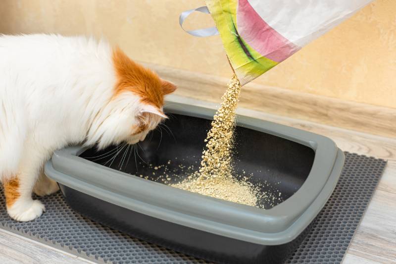 person pours dry litter from a bag for a cat's litter box