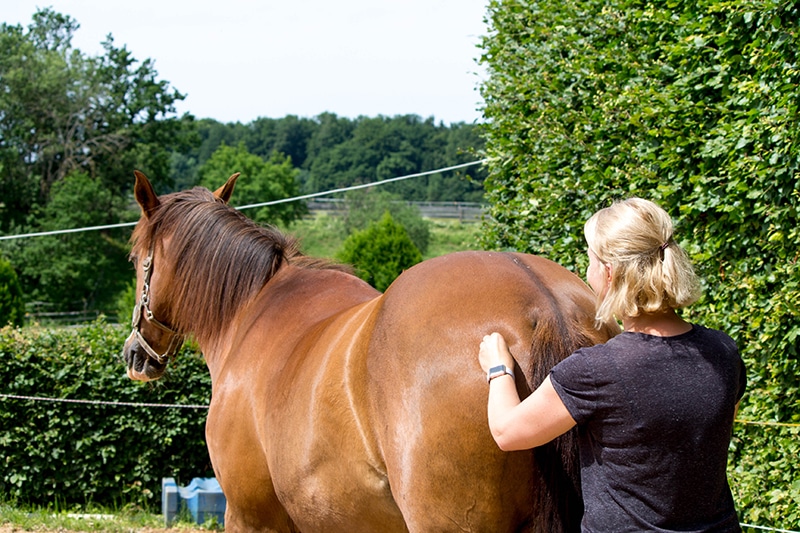 physical therapy for horse 2