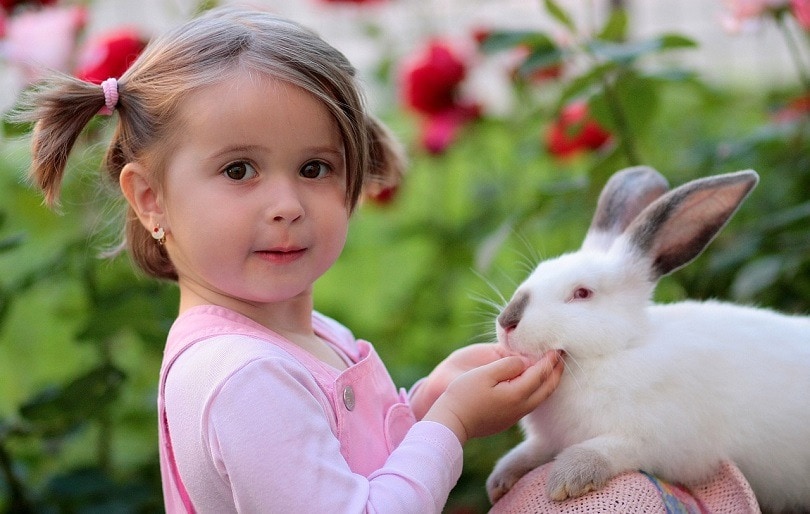 pink eyes rabbit-pixabay