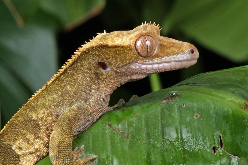 pinstripe crested gecko