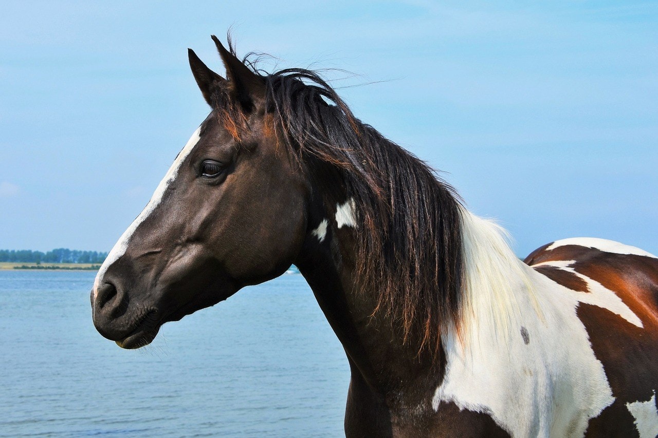pinto horse in the water
